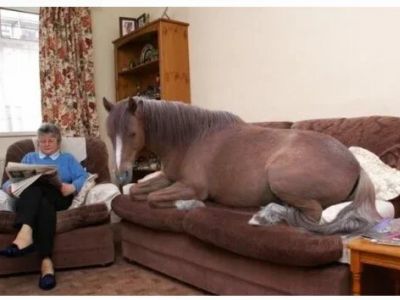 Лошадь в доме. Фото: pikabu.ru