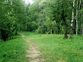 Лес. Фото с сайта www.sablino.ru (с)