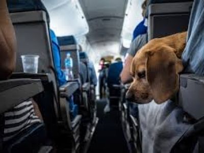 Животные в самолете. Фото: skyscanner.ru