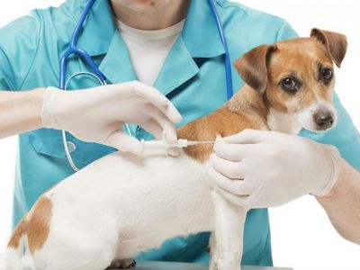 вакцина для животных Фото: vetok40.ru
